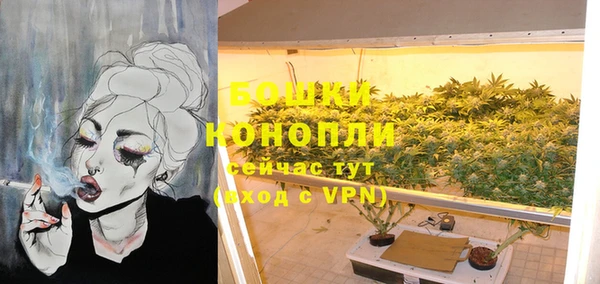 шишки Корсаков